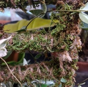 Handmade Plant Trellis (green moss)